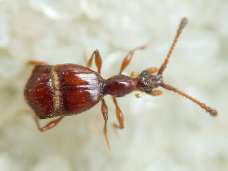 Coleoptera Linnaeus, 1758